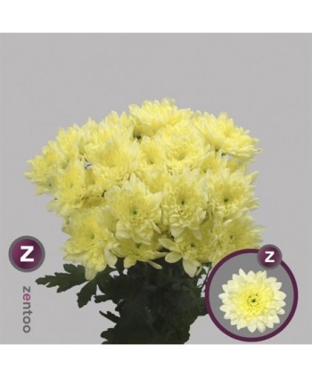 Crisantemo Hl. Baltica Crema