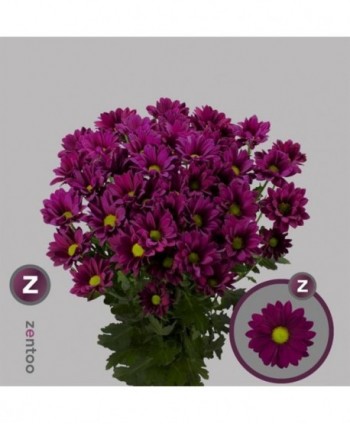 Crisantemo Hl. Purple Star