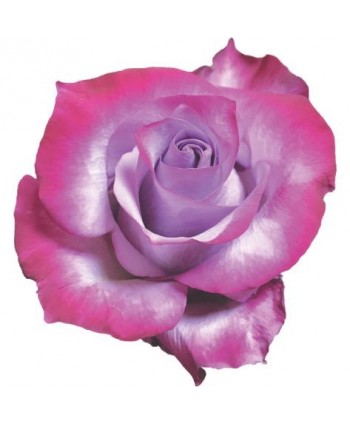 Rosa Deep Purple Clb. 50 - Purpura * 25