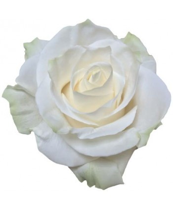 Rosa Mondial Clb. 50 - Blanca * 25