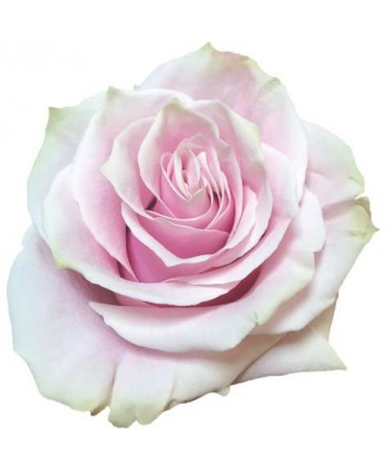 Rosa Pink Mondial Clb.  60 - Rosa Claro * 25