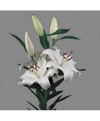 Lily Or. Santander White Hl. 90 Cm 3/5