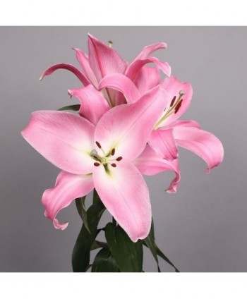 Lily Or. Tabledance Pink Hl. 95 Cm 3/5